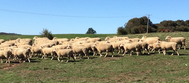 Prime Crossbreed Ewes Merino X Suffolk Station Mated 2nd Lambing Quality Breeding Ewes