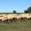Prime Crossbreed Ewes Merino X Suffolk Station Mated 2nd Lambing Quality Breeding Ewes