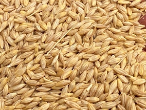 Latrobe barley