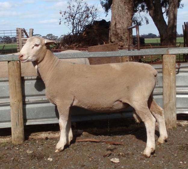 2019 Pepperton White Suffolk Rams - High Lambplan Carcase Plus Index with new Eating Quality Index