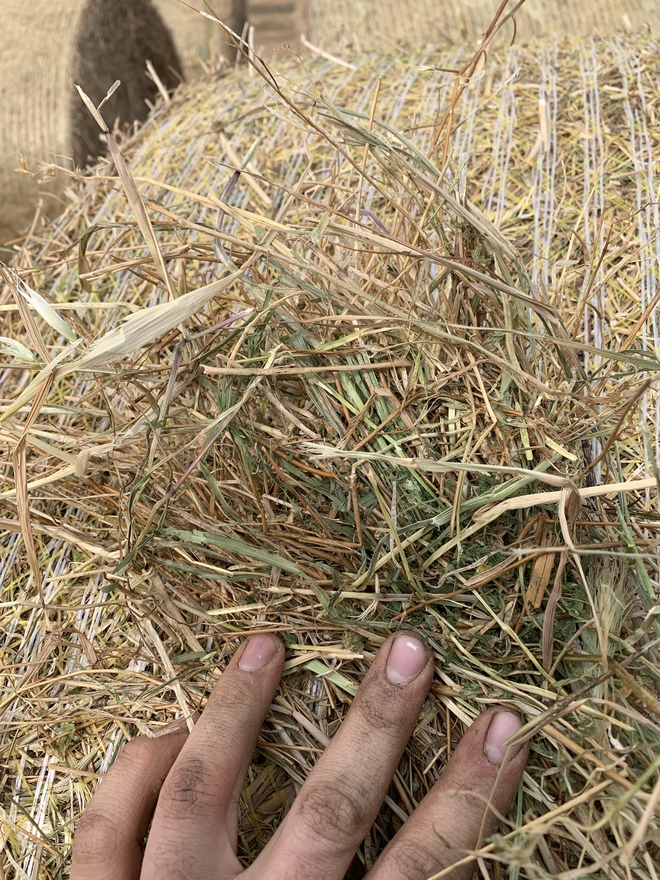 Rye/Clover & Turnip Hay 5x4