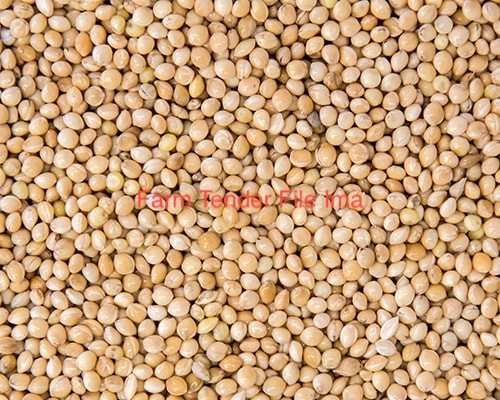 White French Millet