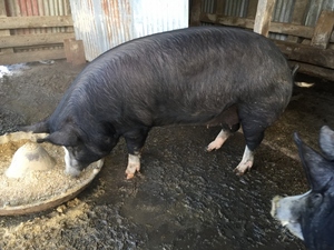 Pure Berkshire Sow