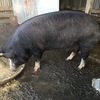 Pure Berkshire Sow