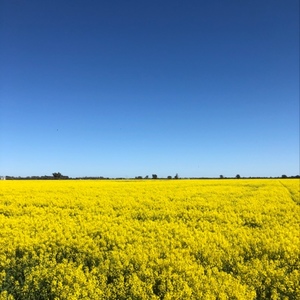 EOI Canola Hay 8x4x3 Bales