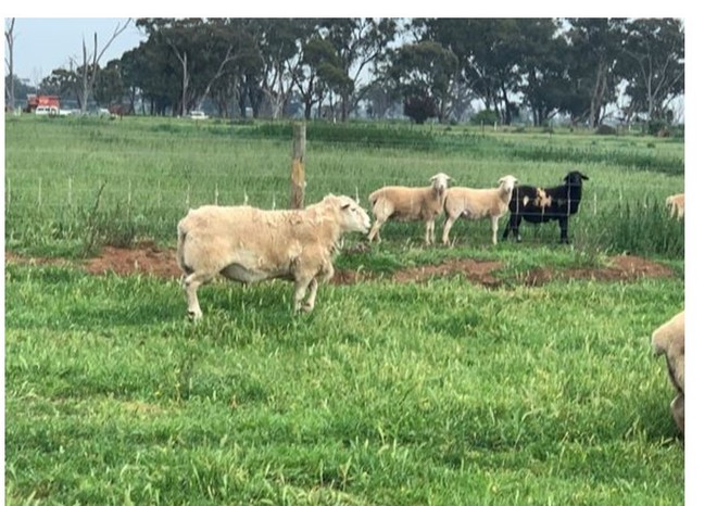 Ardene Bred Australian White Ram