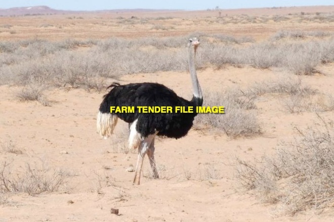 Ostriches free to good home