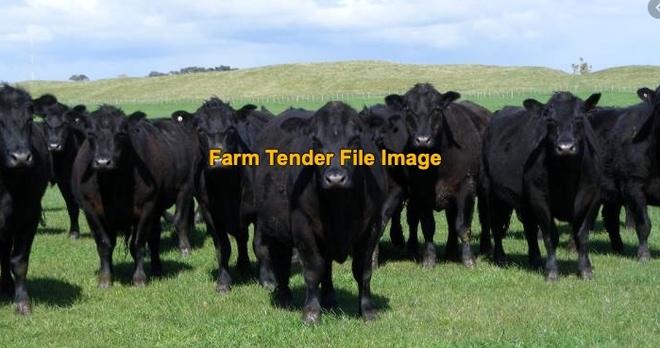 WANTED 10-15 Angus Stud Bred Cows