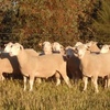 2021 Pepperton Poll Dorset Rams - High Lambplan TCP and Eating Quality Index