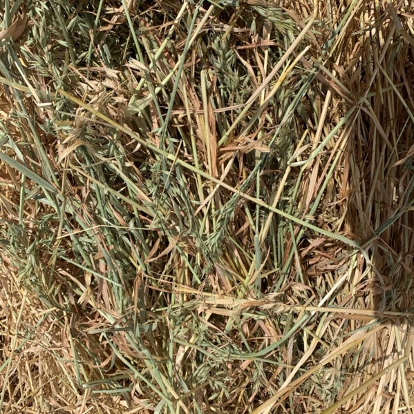 Oaten Hay 5x4 Rolls approximately 300 rolls - SOLD BY THE BALE