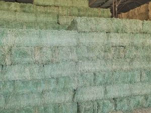 Irrigated Lucerne Small Squares