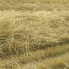 220mt Wheaten Straw 480-500kg 8x4x3 Bales (Windrowed & Steamed)