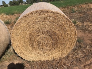 45 x Lucerne Hay 410kg 5x4 Bales