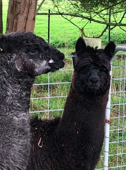 Alpaca Multi Purpose, Halter Trained Pair