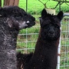 Alpaca Multi Purpose, Halter Trained Pair