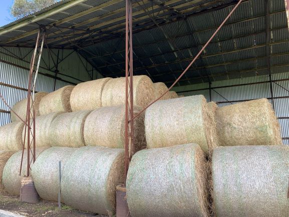 Top quality barley / lucerne hay 