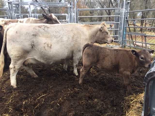 Murray Gray/Square Meater Yearling Bull