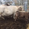 Murray Gray/Square Meater Yearling Bull