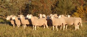 2019 Pepperton Poll Dorset Rams For Sale now - High Lambplan Carcase Plus and Eating Quality Index