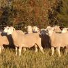 2019 Pepperton Poll Dorset Rams For Sale now - High Lambplan Carcase Plus and Eating Quality Index