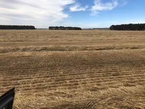 1000mt Wheaten Straw 500kg 8x4x3 Bales