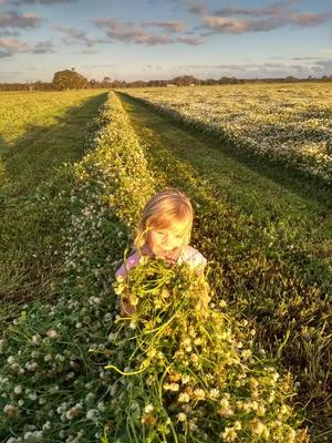 Balansa Clover & Balansa/Ryegrass Hay