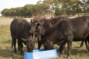 Performance Feeds - Livestock Nutrition Supplements 