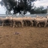 30 x First Cross Ewe Lambs