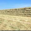 Oaten Hay 150 mt 8x3x4 Bales Ready for loading