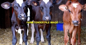 WANTED Beef Podddie Calves