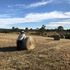 Rhodes Grass Haylage wrapped 4x4 Rounds (new season)