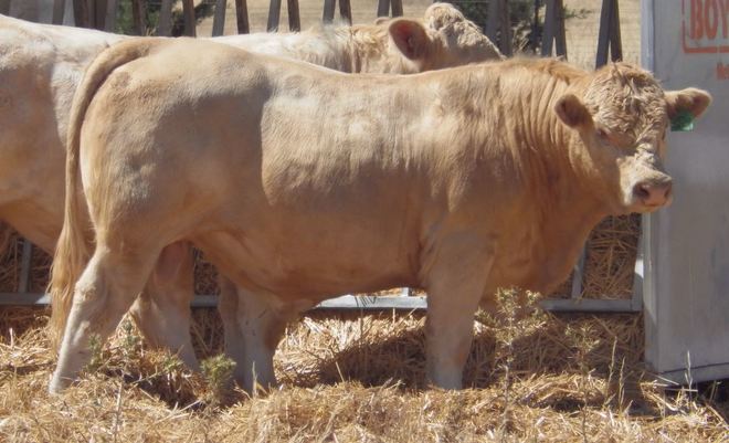 Stud Charolais Bulls