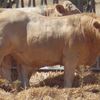 Stud Charolais Bulls