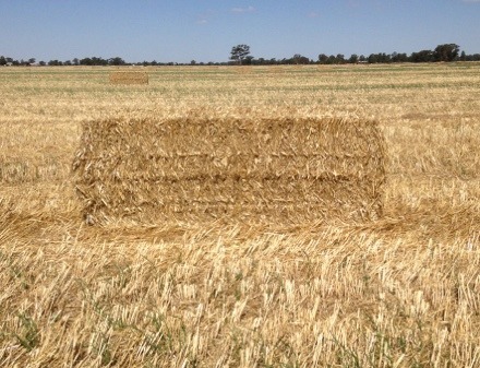 *Excellent Quality* Wheaten Straw