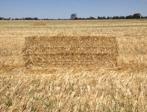 *Excellent Quality* Wheaten Straw