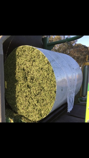 Fine Chopped Wheaten silage $230/ton