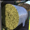 Fine Chopped Wheaten silage $230/ton 