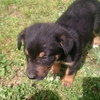 Border collie x kelpie 