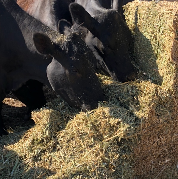 Canola hay. High protein (23.2%) conditioned & chopped.