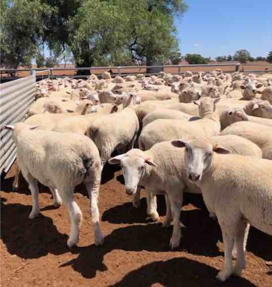 130 Crossbred Ewes For Sale
