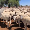 130 Crossbred Ewes For Sale