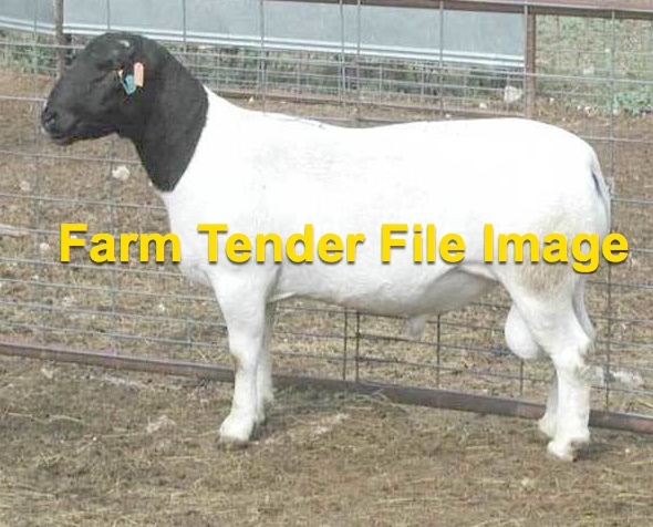 Dorper Ram - Black Head to Lease