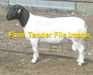 Dorper Ram - Black Head to Lease