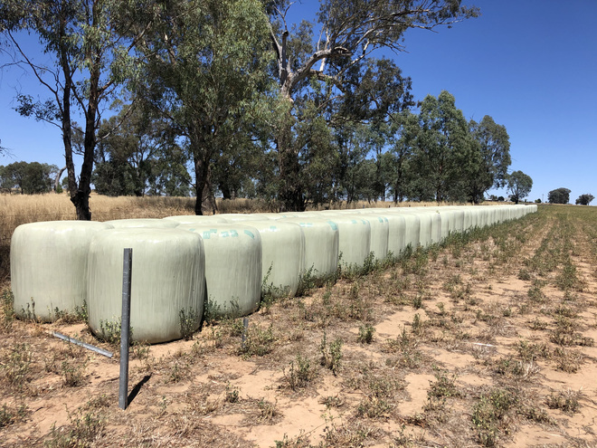 Lucerne Silage