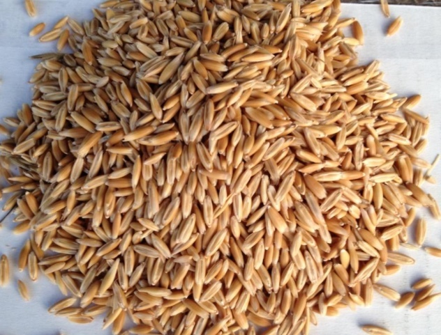 20kg Bags of Feed OATS 