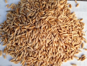 20kg Bags of Feed OATS 