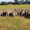 Poll Merino Dual Purpose Rams x 40 (All with ASBVs)