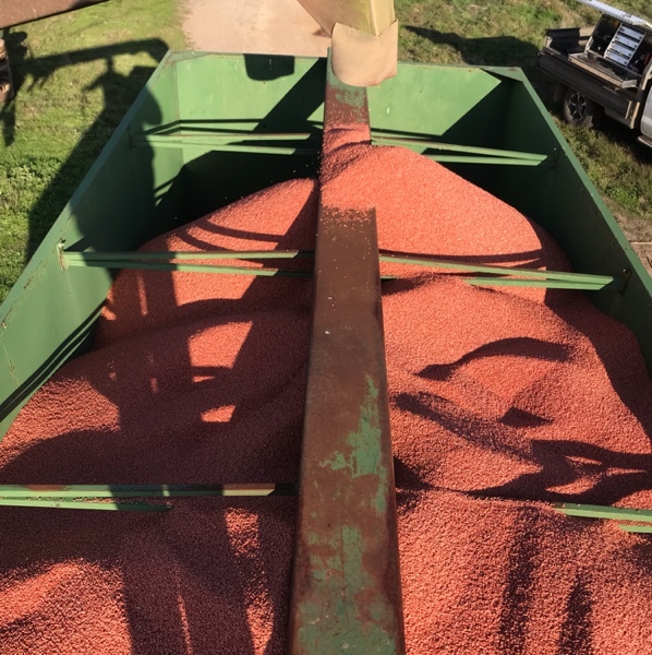 clean, pickled Wheat