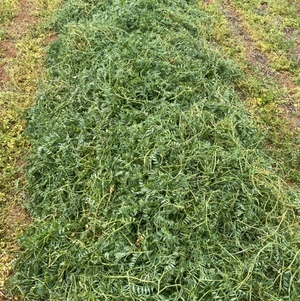 Vetch Hay-Pure