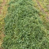 Vetch Hay-Pure